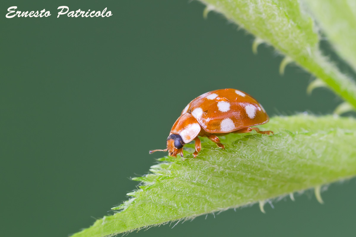 coccinelle da identificare